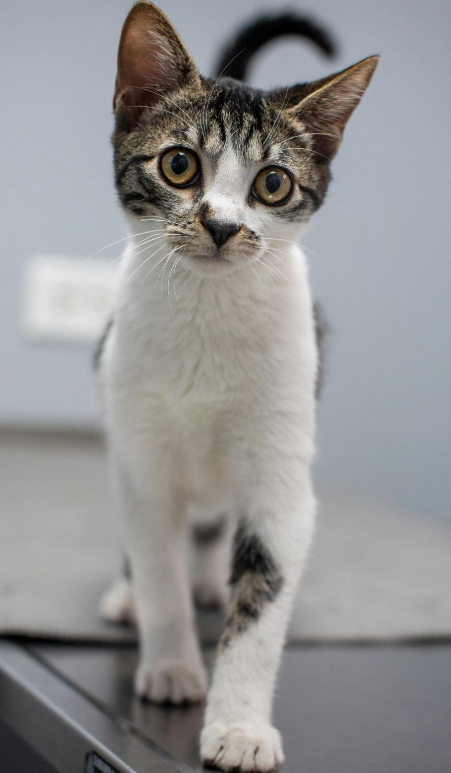 Veterinární klinika OK-VET